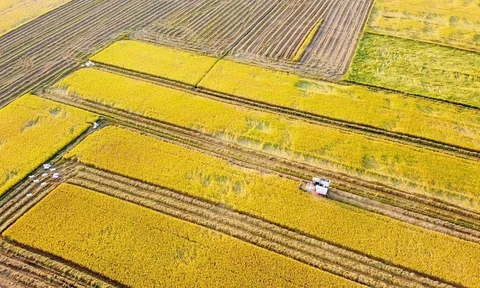 HTX Toàn Lực: Chủ tịch HĐQT thừa nhận ký khống hàng loạt giấy chứng nhận vốn góp