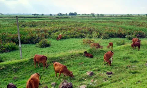 Thành phố Vinh: Dự án hơn 10 năm không triển khai bỗng được quảng bá, rao bán trên mạng