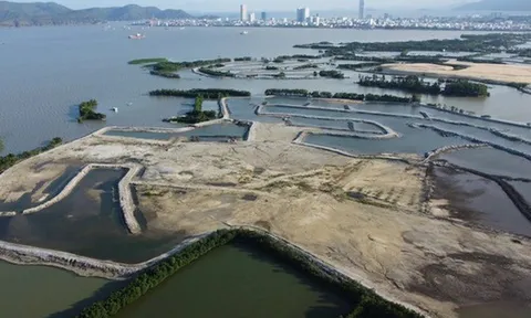 Dự án Thị Nại Eco Bay san ủi rừng ngập mặn nợ 411 tỷ đồng, bị cưỡng chế... nhưng tài khoản hết tiền