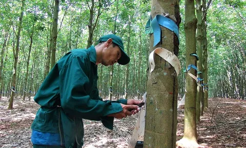 Công ty CP Cao su Bà Rịa (BRR) lợi nhuận lao dốc gần 62%