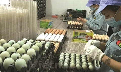 Đại gia chăn nuôi DABACO thu hơn 800 tỷ từ bất động sản, dòng tiền kinh doanh âm