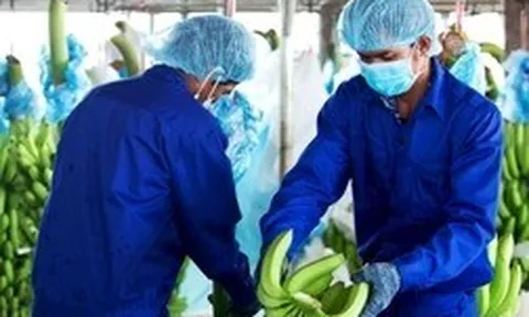 Công ty nông nghiệp của tỷ phú khó càng thêm khó vì bão Noru