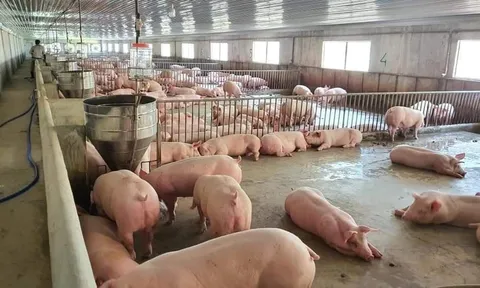 Giá heo hơi hôm nay 23/7: Biến động trái chiều 1.000 - 4.000 đồng/kg ở hai miền Bắc - Nam