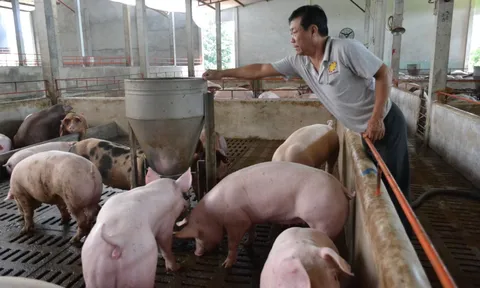 Giá heo hơi hôm nay 26/7: Ba miền quay đầu giảm trở lại