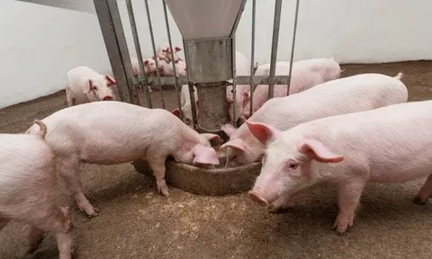 Giá heo hơi hôm nay 27/7: Chủ yếu ghi nhận xu hướng giảm không quá 3.000 đồng/kg