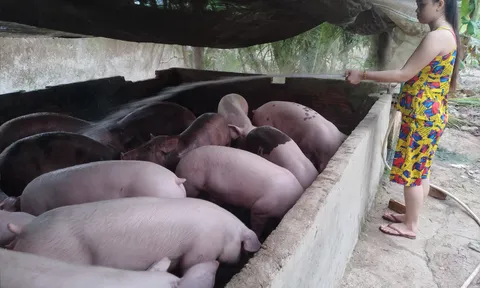 Giá heo hơi hôm nay 29/7: Giảm từ 1.000 đồng/kg đến 2.000 đồng/kg ở cả ba miền