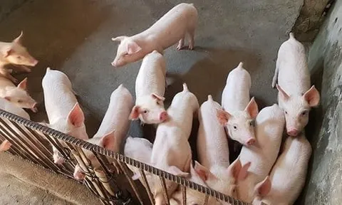 Giá heo hơi hôm nay 5/8: Nhiều tỉnh thành có giá đi ngang