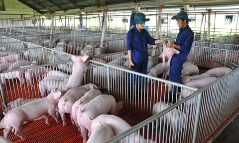 Giá heo hơi hôm nay 8/8: Giảm từ 1.000 đồng/kg đến 2.000 đồng/kg