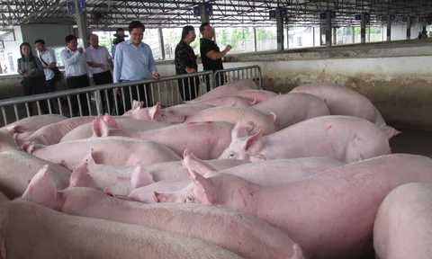 Giá heo hơi hôm nay 10/8: Tăng giảm khác nhau tại nhiều tỉnh thành trên cả nước