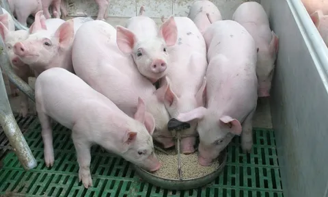 Giá heo hơi hôm nay 11/8: Nhiều tỉnh thành có giá đi ngang