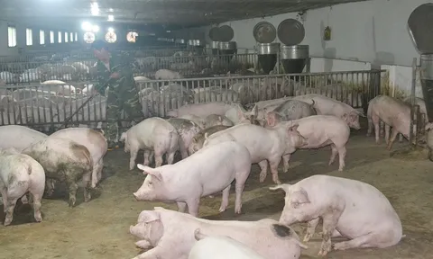 Giá heo hơi hôm nay 13/8: Biến động từ 1.000 đồng/kg đến 3.000 đồng/kg