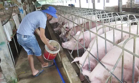 Giá heo hơi hôm nay 15/8: Giá thu mua tăng nhẹ ở miền Nam