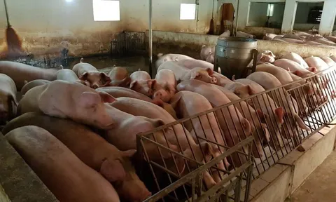 Giá heo hơi hôm nay 20/8: Tăng cao nhất 3.000 đồng/kg ở cả ba miền