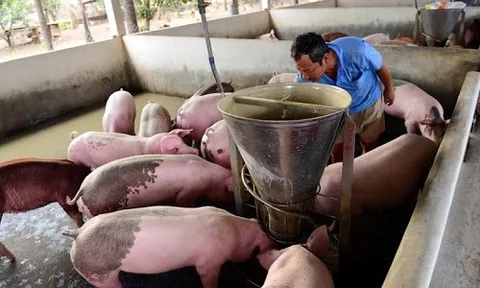 Giá heo hơi hôm nay 26/8: Tăng nhẹ 1.000 đồng/kg ở khu vực miền Nam