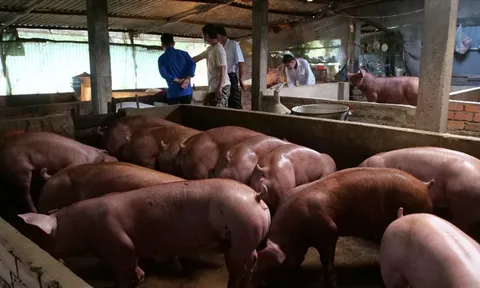 Giá heo hơi hôm nay 27/8: Đi ngang tại nhiều tỉnh thành trên cả nước