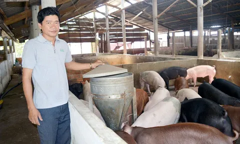 Giá heo hơi hôm nay 29/8: Nhiều tỉnh thành tiếp tục có giá đi ngang