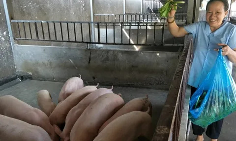 Giá heo hơi hôm nay 3/9: Đồng loạt ổn định sau ngày lễ Quốc Khánh