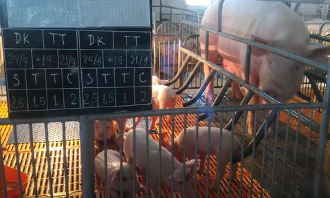 Giá heo hơi hôm nay 6/9: Điều chỉnh giảm rải rác tại ba miền