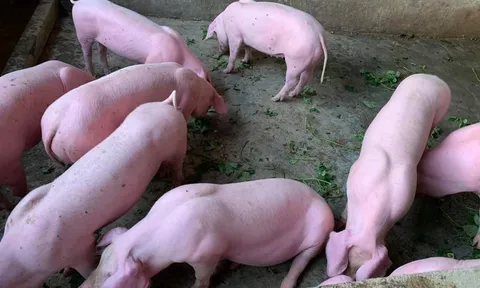 Giá heo hơi hôm nay 10/9: Chững lại, dao động từ 59.000 đồng/kg đến 69.000 đồng/kg