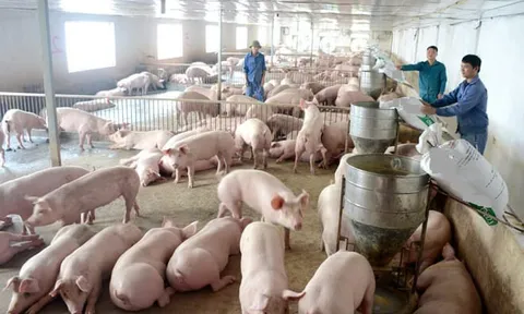 Giá heo hơi hôm nay 1/10: Tăng giảm từ 1.000 đồng/kg đến 3.000 đồng/kg