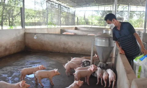 Giá heo hơi hôm nay 7/10: Tăng giảm trái chiều từ 1.000 đồng/kg đến 2.000 đồng/kg