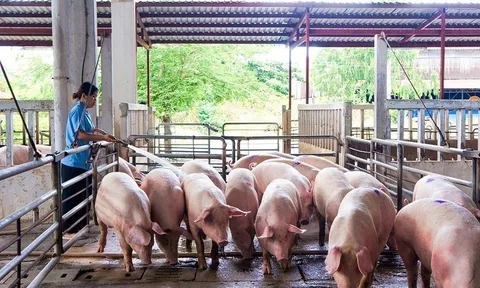 Giá heo hơi hôm nay 25/10: Giảm tại nhiều tỉnh thành, mức giảm cao nhất 3.000 đồng/kg