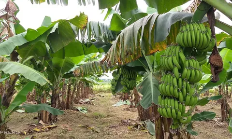 Sức bật cho xuất khẩu chuối