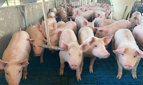 Giá heo hơi hôm nay 22/11: Tăng giảm trái chiều, mức tăng cao nhất 4.000 đồng/kg