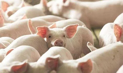 Giá heo hơi hôm nay 28/11: Duy trì ổn định trong ngày đầu tuần