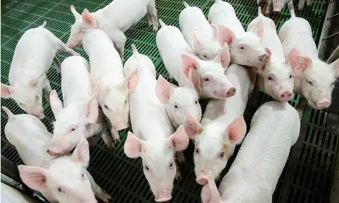 Giá heo hơi hôm nay 29/11: Biến động trái chiều, giảm cao nhất 5.000 đồng/kg