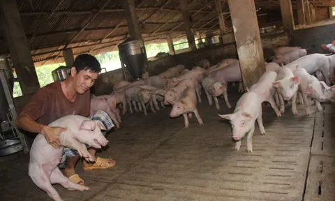 Giá heo hơi hôm nay 2/12: Giảm nhẹ 1.000 đồng/kg ở cả ba miền