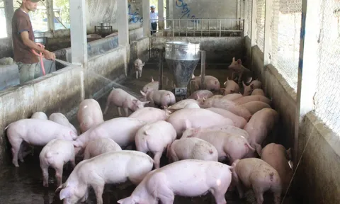 Giá heo hơi hôm nay 5/12: Đi ngang từ 50.000 đồng/kg đến 55.000 đồng/kg