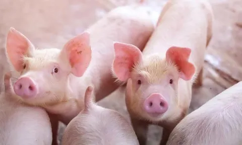 Giá heo hơi hôm nay 7/12: Giảm từ 1.000 đồng/kg đến 3.000 đồng/kg