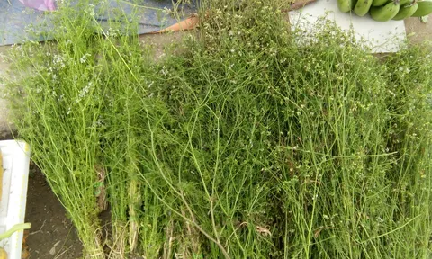 Tắm nước cây mùi già ngày Tết có tác dụng gì với sức khỏe?