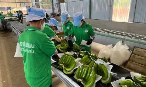 Doanh nghiệp bán cá, tôm, thịt heo... thu lãi bao nhiêu trong năm vừa qua?