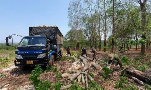 Nhiều sai phạm tại Dự án Viện Phát triển vùng Trung Bộ