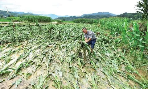 Nông dân Đông Nam Á sẽ chịu ảnh hưởng nhiều nhất vì biến đổi khí hậu