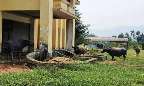 Huế: Dự án hơn 4.000 tỷ hoang lạnh, nhà điều hành thành chuồng trâu