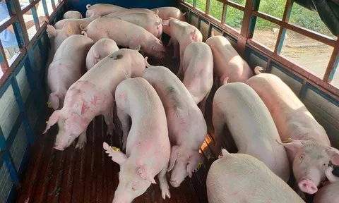 Giá lợn hơi tăng mạnh