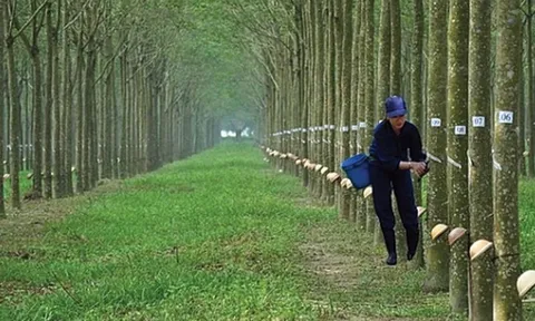 'Chuyện lạ' tại Công ty Lâm nghiệp Ia H'Drai: Đất đai và cây cao su bị xâu xé