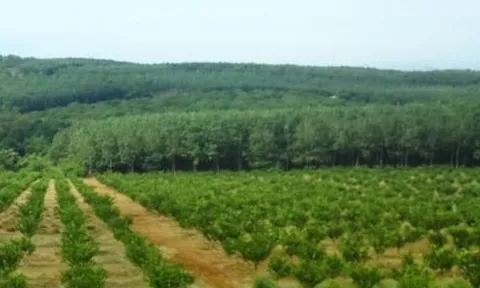 Sai phạm trong cấp 'sổ đỏ' tại xã Ninh Lộc: Đề nghị xử lý cá nhân, tổ chức có liên quan