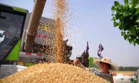 Liên hợp quốc cảnh báo khủng khoảng lương thực toàn cầu nghiêm trọng