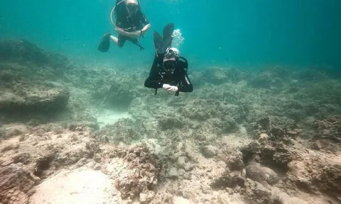 Kết luận nguyên nhân san hô ở vịnh Nha Trang chết hàng loạt