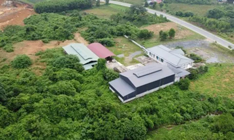 Hàng loạt dự án 'bảo tồn gen và lai tạo' bò Mông tại Bắc Kạn: Có mục đích thực sự nào ẩn khuất phía sau?