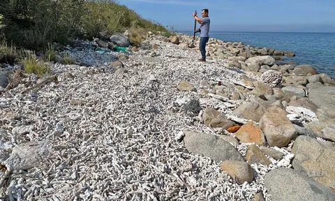 Hệ sinh thái rạn san hô vịnh Nha Trang bị 'bức tử': 'Trái tim biển' chết vì sự vô cảm?