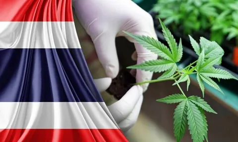 Thái Lan cho sử dụng cần sa, nhiều nước đưa ra cảnh báo