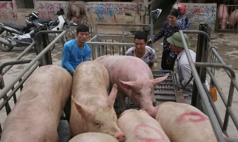 Vì sao giá heo hơi bất ngờ tăng nóng?