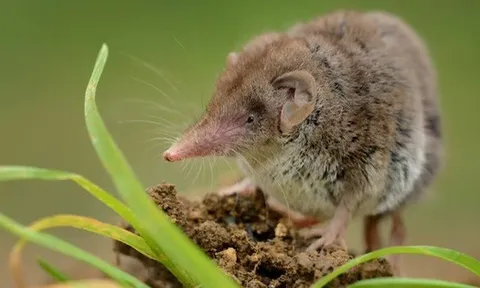 35 trường hợp nhiễm virus mới Langya được ghi nhận ở Trung Quốc