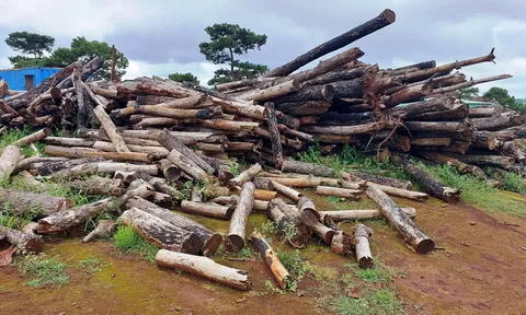 Dự án sân Golf nghìn tỷ: Gia Lai bán hơn 59.000 cây thông cho FLC giá bao nhiêu?