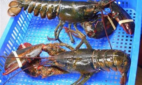 Hàng loạt nhà hàng Mỹ loại tôm hùm khỏi thực đơn